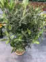Olea europaea Topiary-Европейска маслина, снимка 3