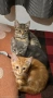 Супер котета британчета!!!, снимка 3