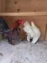 Декоративни кокошки различни породи, снимка 7