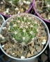 Кактус вид Echinopsis Hybrid бял лебед, снимка 4