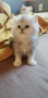 Британско дългокосмето коте, снимка 4