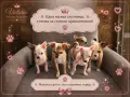 Чистокръвни мини Чихуахуа, снимка 15