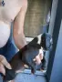 🐶 Продавам красиви Американски Питбул кученца - 8 броя, 2 месеца, снимка 4