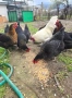 🥚 Домашни яйца от свободно отглеждани кокошки – Пловдив 🐓 , снимка 5