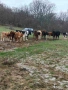 Крави и телета , снимка 1
