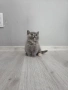 Британски късокосмести котета , снимка 8