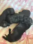 Продават се Пинчери , снимка 2
