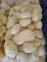 картофи сорт Агата, снимка 1