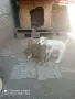 Свободни две женски , снимка 5