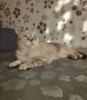 Британска късокосместа , снимка 1