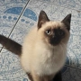 котета Регдол, снимка 1