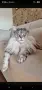 Котета мейн куун , снимка 5