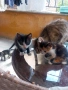 подарявам малки котенца., снимка 1