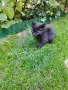 Ангорски котета, снимка 4