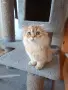 Британски и Шотландски котенца, снимка 10