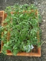 Продавам разсад домати., снимка 7