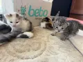 Домашно Ангорско Котенце + Доставка 50 евро, снимка 15