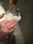 Търсим откраднатата ни котка Теа , снимка 6