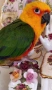 Папагал аратинга яндая , снимка 2