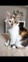 Подарява се коте!, снимка 2