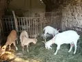 Продавам 1 коза с 3 ярета, снимка 2