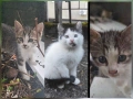 Котета търсят дом, снимка 2