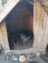 подарявам малки кучета , снимка 2