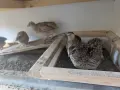 Пъдпъдъчи яйца за консумация или инкубация, снимка 17