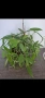 Орхидея ванилия, Vanilla Planifolia , снимка 1