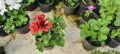 КРАЛСКО МУШКАТО( Pelargonium grandiflorum). – богато цъфтящо и ефектно в саксия ф 10,5 см, снимка 7