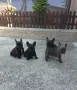 Френски булдог  ТОП КАЧЕСТВО, снимка 3