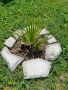 Вашингтония Филифера Washingtonia filifera, снимка 2