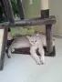 Британски и Шотландски котенца, снимка 5