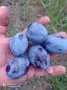 Продавам Сливи Стенлей , снимка 2