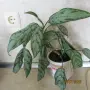 стайно цвете аглаонема , снимка 2