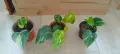 Филодендрон (Philodendron) / Сингониум (Syngonium), снимка 8