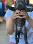 Бебета кане корсо, снимка 3