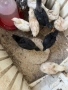 продавам домашни селски пилета , снимка 3