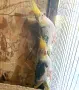 папагали Корели и женски амадин, снимка 1