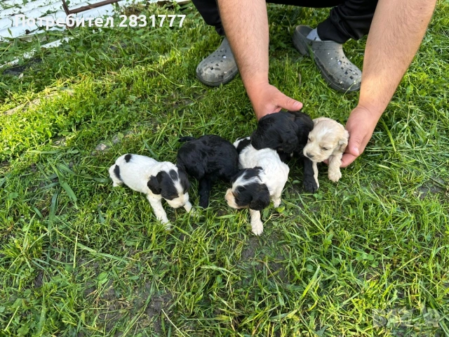 Продавам кученца , снимка 6 - Други - 54825142