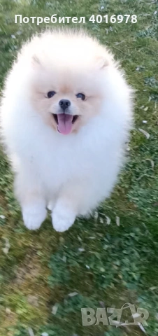 Померан Момче с Родословие , снимка 3 - Померан - 53691313