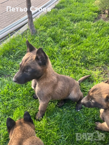Малки кученца , снимка 4 - Белгийска овчарка - 54251779