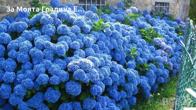 Хортензия макрофила, снимка 6 - Градински цветя и растения - 54032654