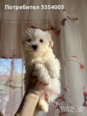 Йорки голд дъст мъжко промоция 