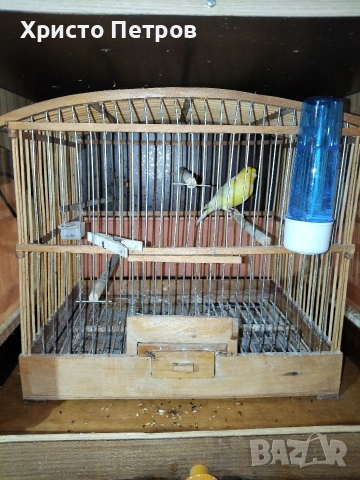 продавам канар., снимка 4 - Канари - 54317560