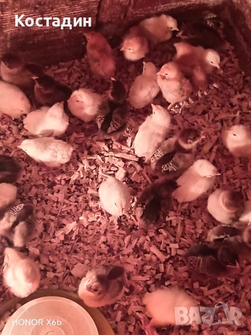 пилета катунски , снимка 6 - Кокошки и пуйки - 54087142