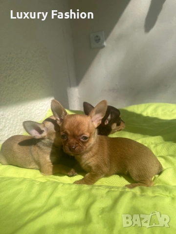 Чихуахуа кученца , снимка 7 - Чихуахуа - 54217329
