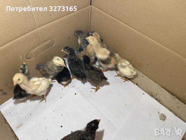 Пилета шведски исабар  и великденска носачка , снимка 5 - Кокошки и пуйки - 55446065