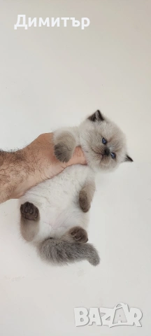 Шотландски котета, снимка 7 - Британска късокосместа - 54252517