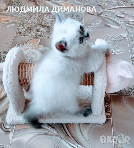 Шотландско момиче със сини очи , снимка 3 - Британска късокосместа - 54610385